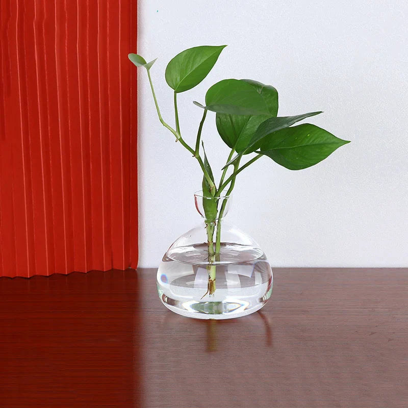 Avocado Vase Glass | Transparent Germination Jar | Plant Container for Avocado Cultivation | 10–15 cm