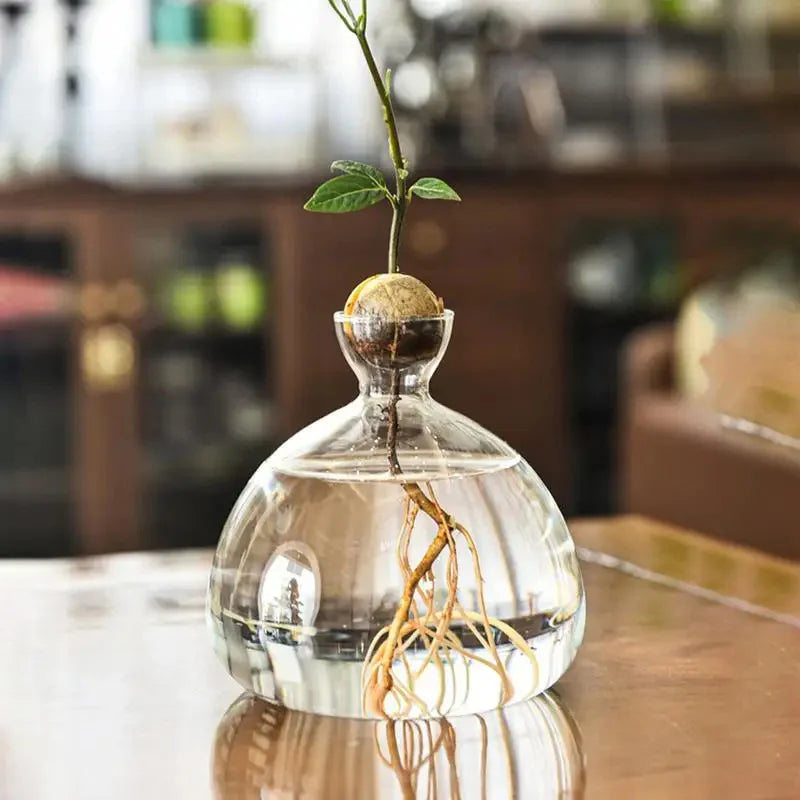 Avocado Vase Glass | Transparent Sprouting Jar | Plant Container for Avocado Cultivation | 10–15 cm