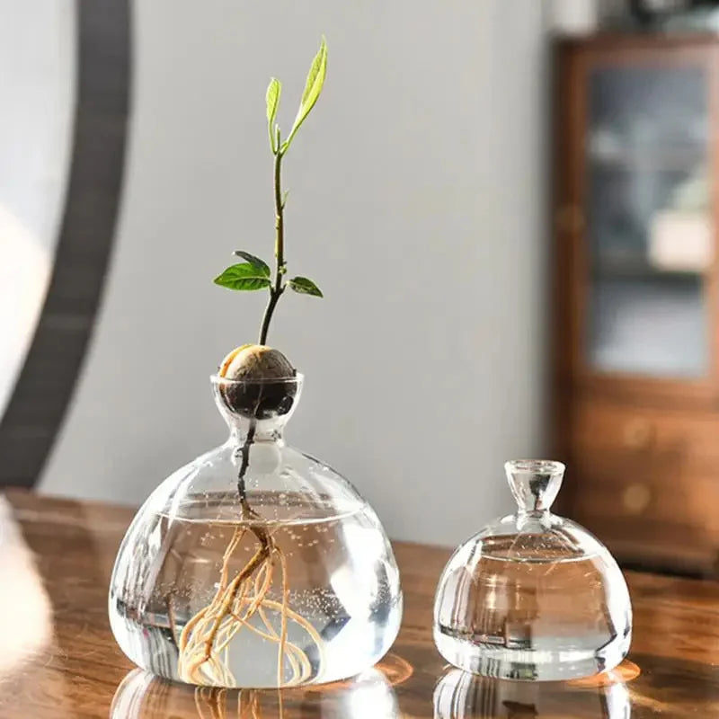 Avocado Vase Glass | Transparent Sprouting Jar | Plant Container for Avocado Cultivation | 10–15 cm