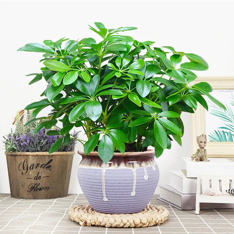 Artificial Plant EverLeaf 33 | 33 cm | With Stem & Leaves | Easy Care Decoration for Home & Office