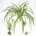 GrünEleganz Künstliche Chlorophytum Pflanze | 65 cm | Wandhängend | PVC Deko für Wohnzimmer & Hochzeit