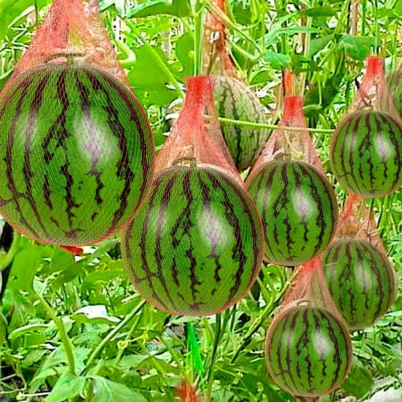 GrowLift Pro Fruchtnetz 100er Set | Tragfähiges Gartennetz | 30 cm | Für Melonen & Wassermelonen