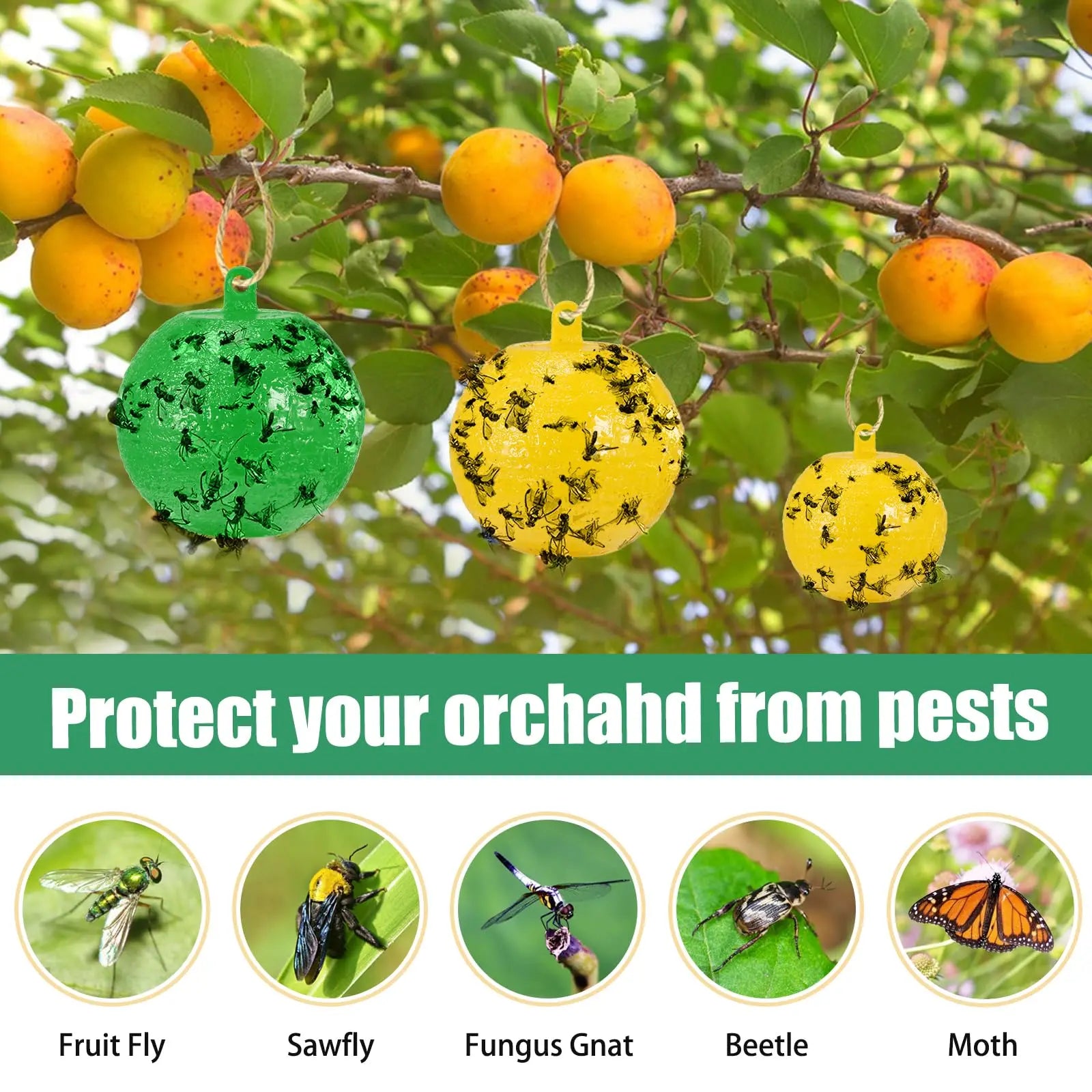 FlyGuard Hängende Obstfliegenfalle | 8 cm | Insekten- & Mückenfänger | Garten & Innenbereich