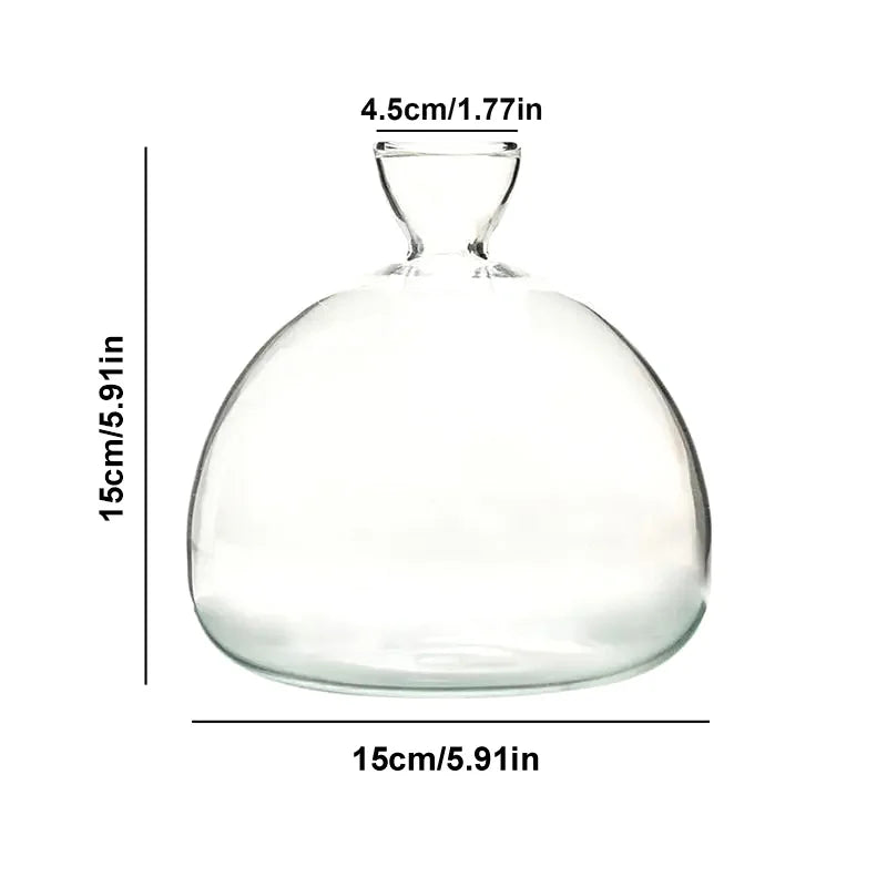 Avocado Vase Glass | Transparent Sprouting Jar | Plant Container for Avocado Cultivation | 10–15 cm