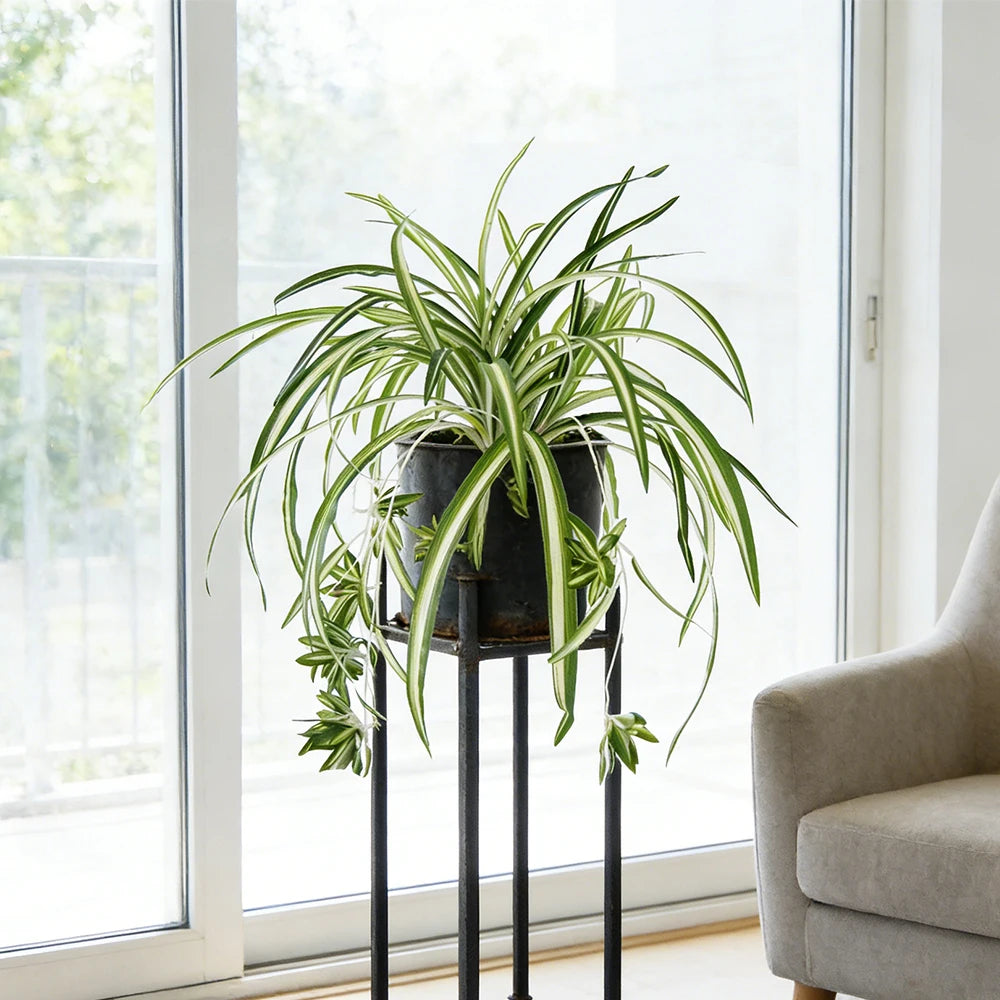 GrünEleganz Künstliche Chlorophytum Pflanze | 65 cm | Wandhängend | PVC Deko für Wohnzimmer & Hochzeit