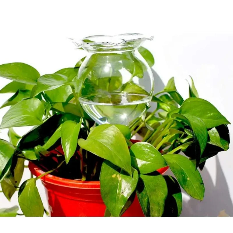 FloraGlobe Selbstbewässernde Pflanzkugeln | Handgeblasenes Glas 2er Set | Automatische Bewässerung
