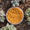 Floraverno Pflanzendünger 250g | Langzeit NPK 14-14-14 | Universal für Bonsai & Gemüse
