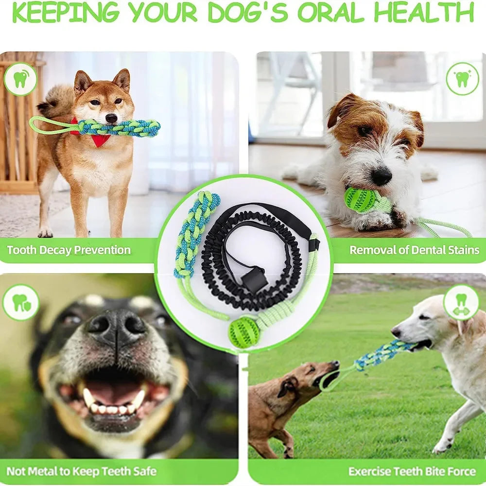 TugSpring Hundespielzeug Zugseil mit Ball | Interaktiv für Drinnen & Draußen | Federseil für Zerrspiele | Kauspielzeug für Welpen | Zahnpflege
