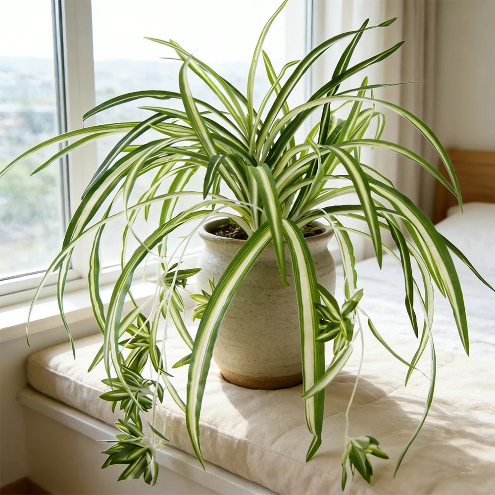 GrünEleganz Künstliche Chlorophytum Pflanze | 65 cm | Wandhängend | PVC Deko für Wohnzimmer & Hochzeit