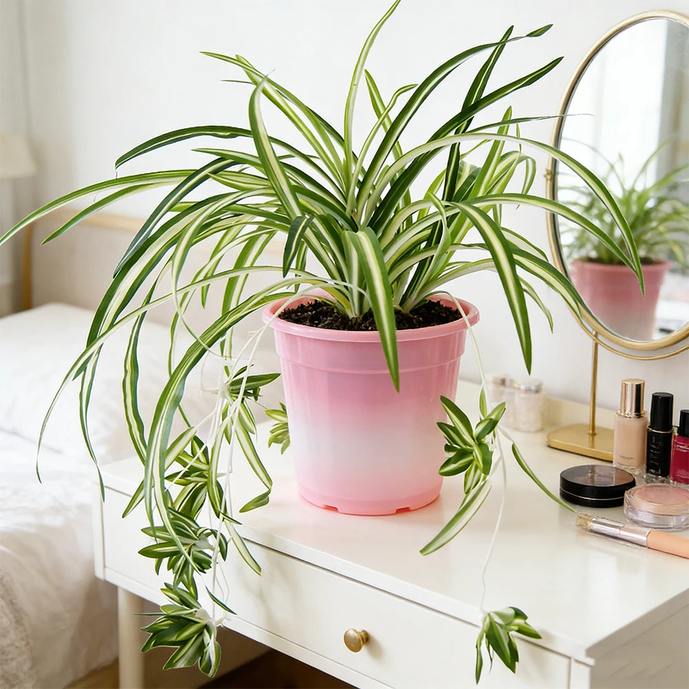 GrünEleganz Künstliche Chlorophytum Pflanze | 65 cm | Wandhängend | PVC Deko für Wohnzimmer & Hochzeit