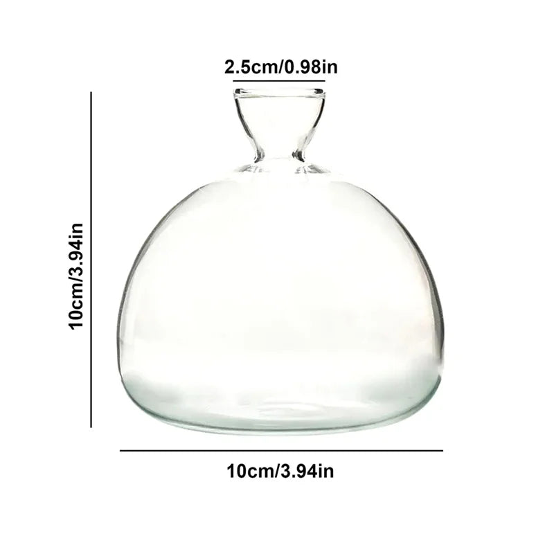 Avocado Vase Glass | Transparent Sprouting Jar | Plant Container for Avocado Cultivation | 10–15 cm