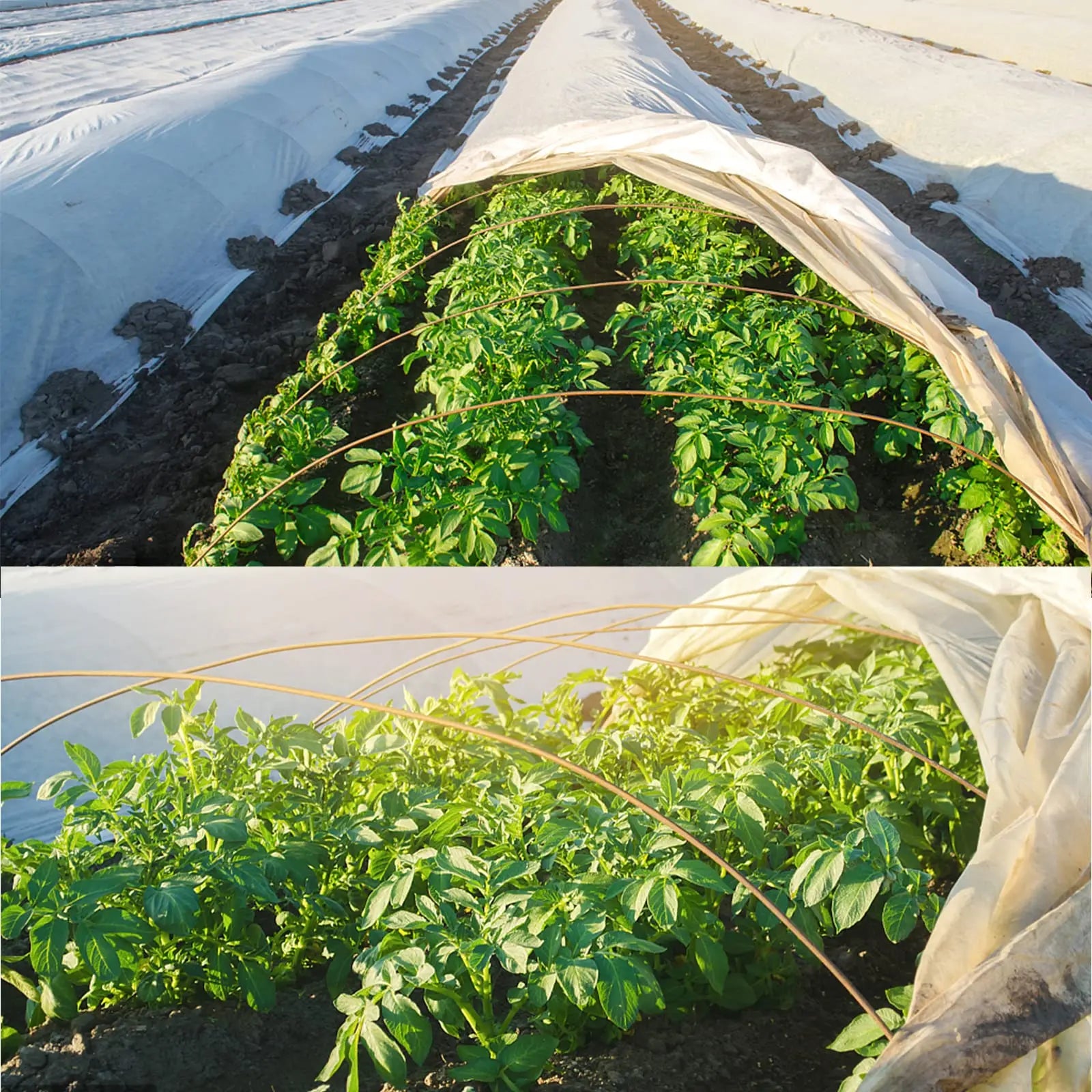 GrowShield Pro Pflanzenschutz Vlies | Frostschutz & Insektenschutz | Lichtdurchlässig | Weiß