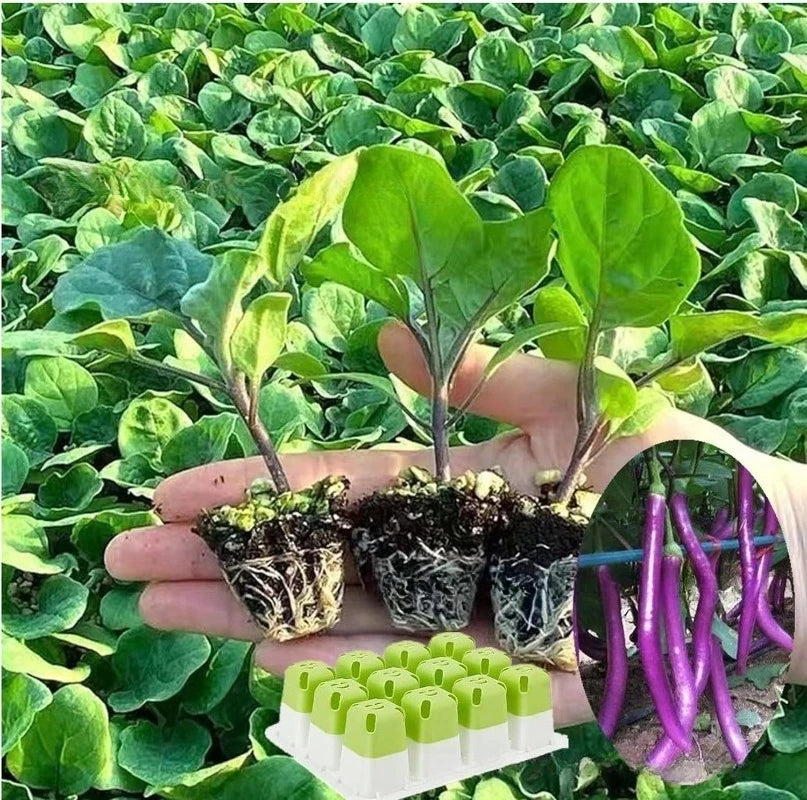 Seedora | Anzuchtplatte mit 12 Pflanzzellen | Wiederverwendbare Aussaatschale für Kräuter, Gemüse und Blumen