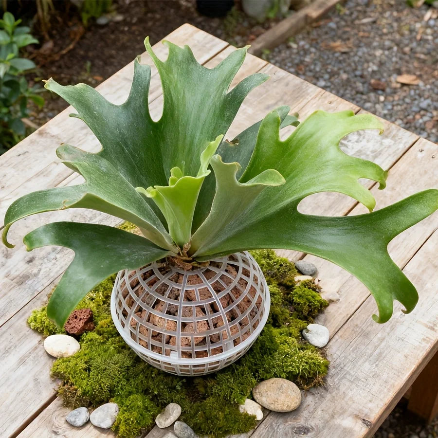 GreenSphere Moderne Hänge-Mooskugel | Kunststoff mit Abflussloch | Zubehör für Orchideen & Farne | Indoor & Outdoor