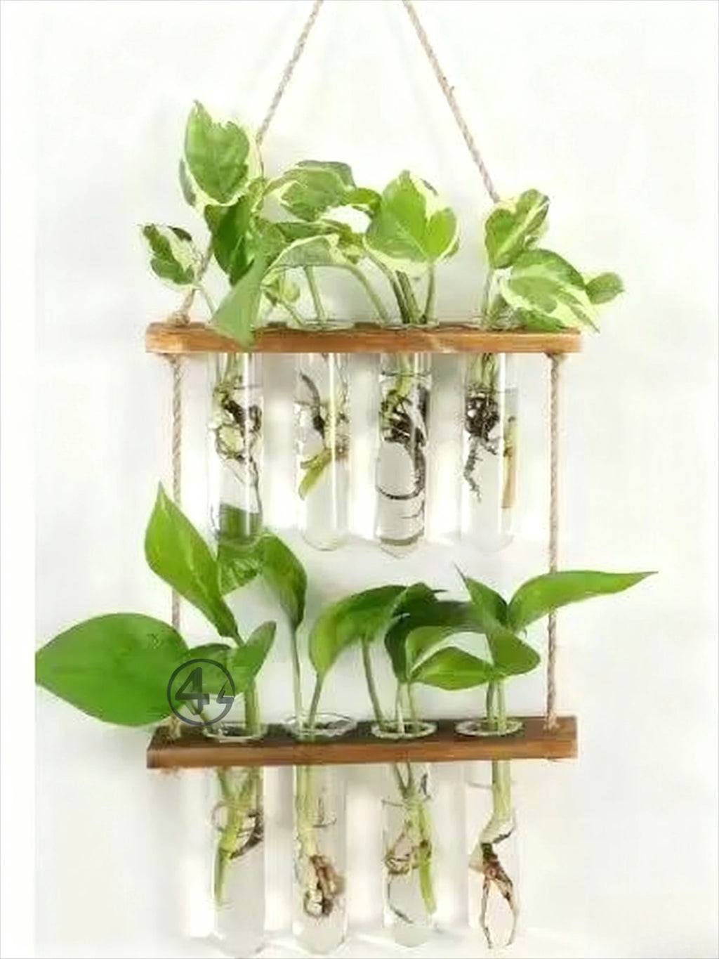 Floravivo | Wandvase aus Glas für Hydrokultur | Hängende Pflanzenvase mit Holzrahmen | Dekorative Wanddekoration