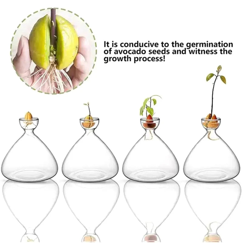 Avocado Vase Glass | Transparent Sprouting Jar | Plant Container for Avocado Cultivation | 10–15 cm