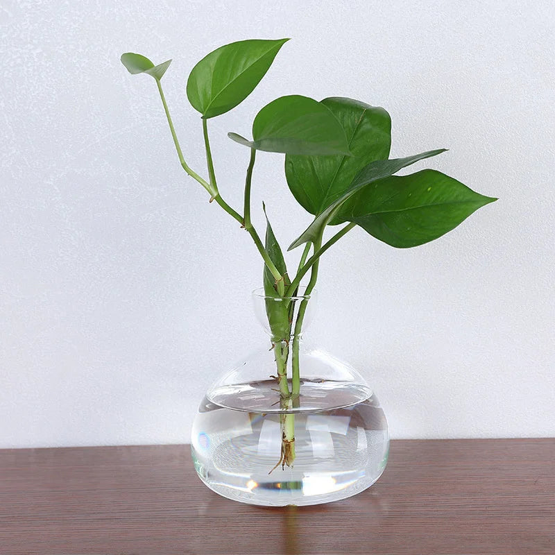 Avocado Vase Glass | Transparent Sprouting Jar | Plant Container for Avocado Cultivation | 10–15 cm